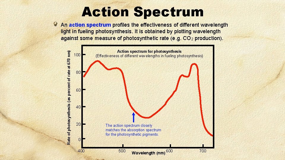 Action Spectrum Rate of photosynthesis (as percent of rate at 670 nm) An action Action Spectrum Rate of photosynthesis (as percent of rate at 670 nm) An action