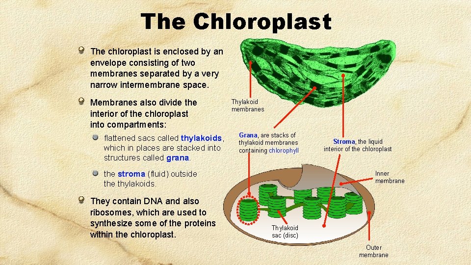The Chloroplast The chloroplast is enclosed by an envelope consisting of two membranes separated The Chloroplast The chloroplast is enclosed by an envelope consisting of two membranes separated