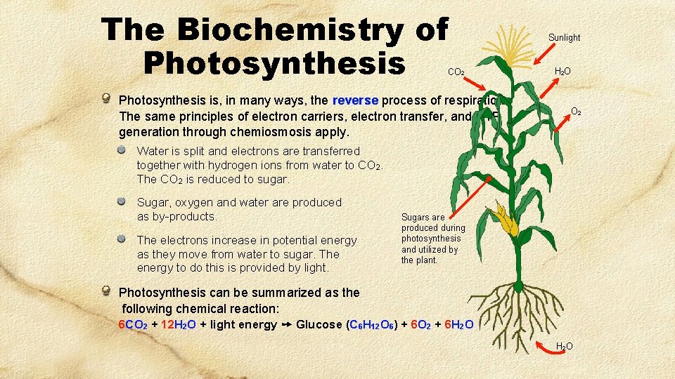 The Biochemistry of Photosynthesis CO 2 Photosynthesis is, in many ways, the reverse process The Biochemistry of Photosynthesis CO 2 Photosynthesis is, in many ways, the reverse process