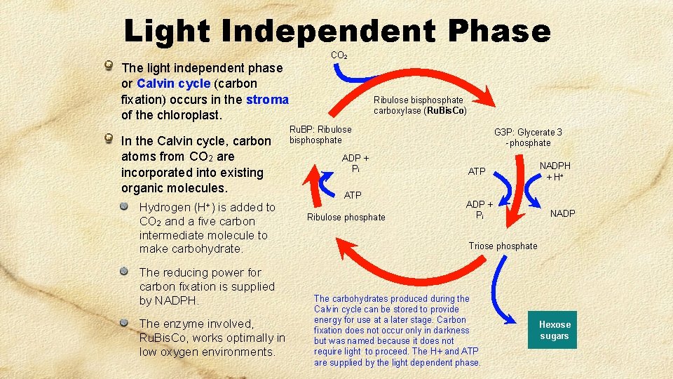 Light Independent Phase CO 2 The light independent phase or Calvin cycle (carbon fixation) Light Independent Phase CO 2 The light independent phase or Calvin cycle (carbon fixation)