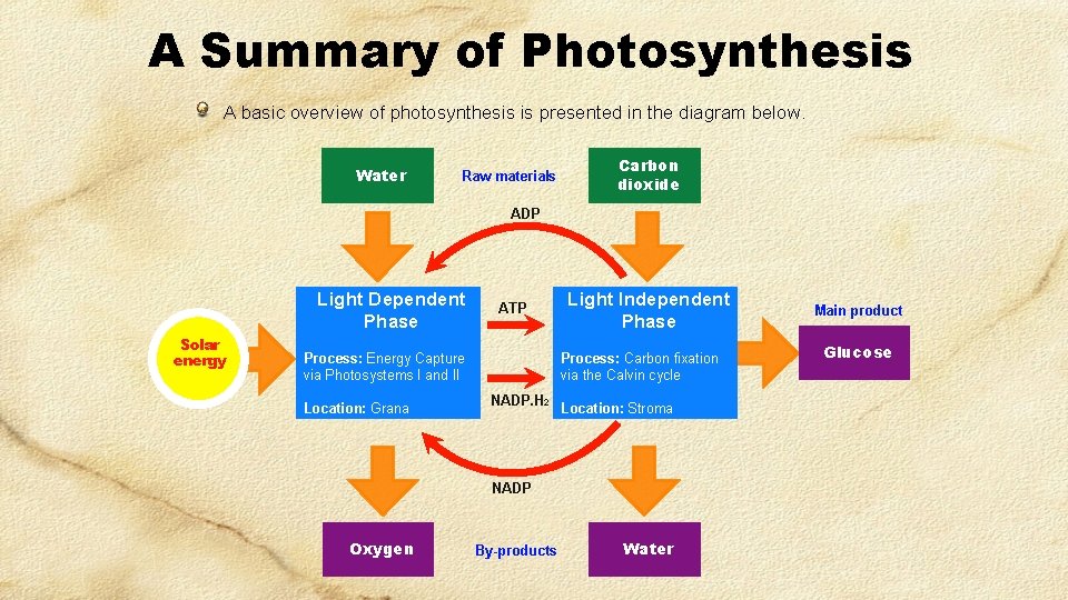 A Summary of Photosynthesis A basic overview of photosynthesis is presented in the diagram A Summary of Photosynthesis A basic overview of photosynthesis is presented in the diagram