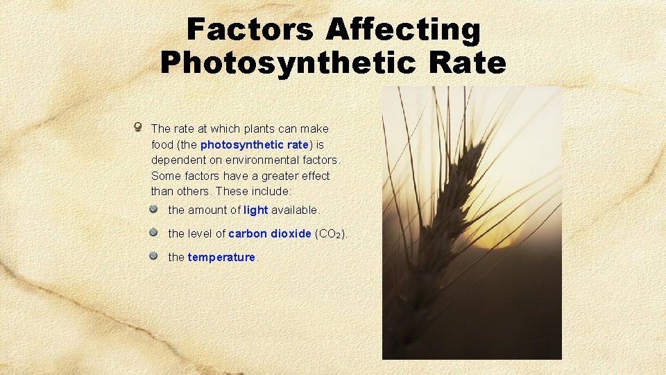Factors Affecting Photosynthetic Rate The rate at which plants can make food (the photosynthetic Factors Affecting Photosynthetic Rate The rate at which plants can make food (the photosynthetic