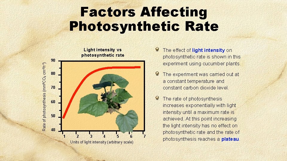 Factors Affecting Photosynthetic Rate of photosynthesis (mm 3 CO 2 cm-2 h-1) Light intensity Factors Affecting Photosynthetic Rate of photosynthesis (mm 3 CO 2 cm-2 h-1) Light intensity