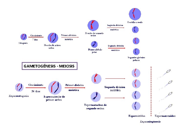 GAMETOGÉNESIS - MEIOSIS 