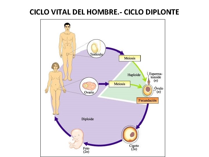 CICLO VITAL DEL HOMBRE. - CICLO DIPLONTE 