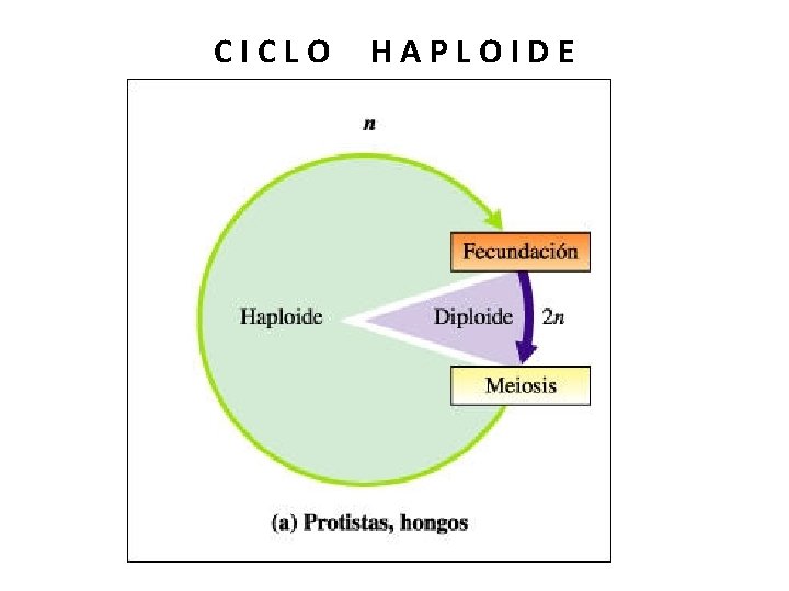 CICLO HAPLOIDE 