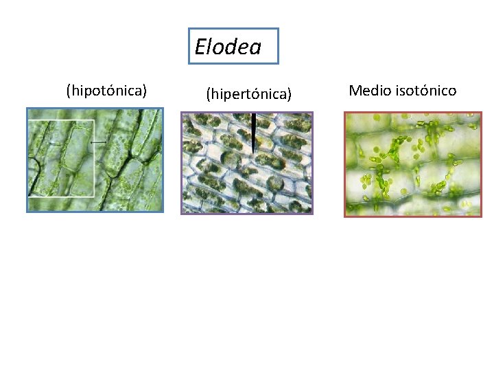 Elodea (hipotónica) (hipertónica) Medio isotónico 