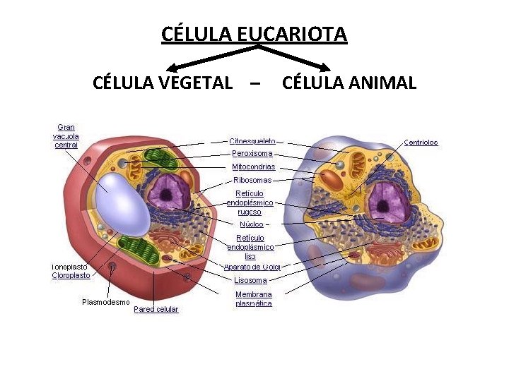 CÉLULA EUCARIOTA CÉLULA VEGETAL – CÉLULA ANIMAL 