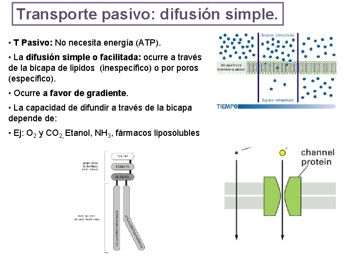 Transporte pasivo: difusión simple. • T Pasivo: No necesita energía (ATP). • La difusión