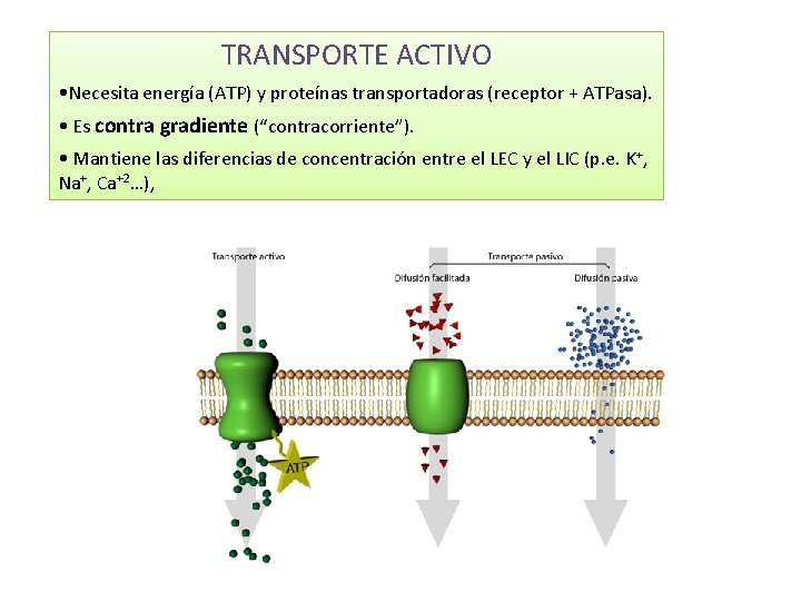 TRANSPORTE ACTIVO • Necesita energía (ATP) y proteínas transportadoras (receptor + ATPasa). • Es