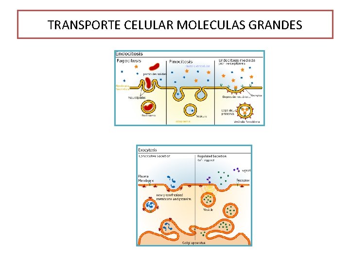 TRANSPORTE CELULAR MOLECULAS GRANDES 