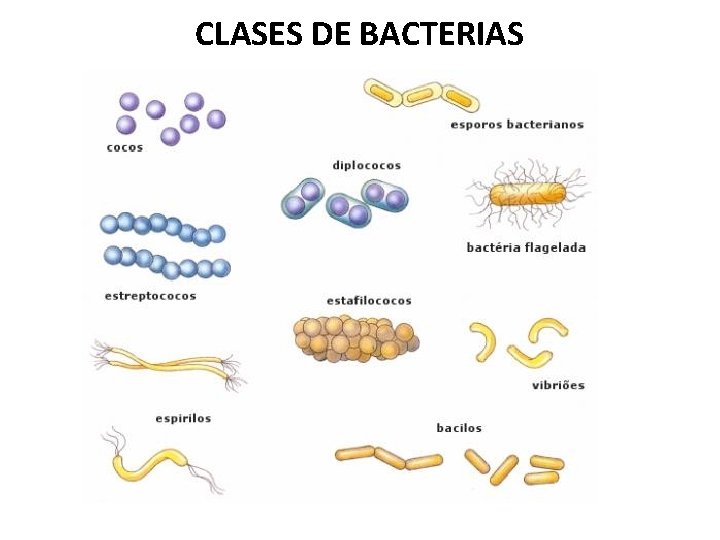 CLASES DE BACTERIAS 