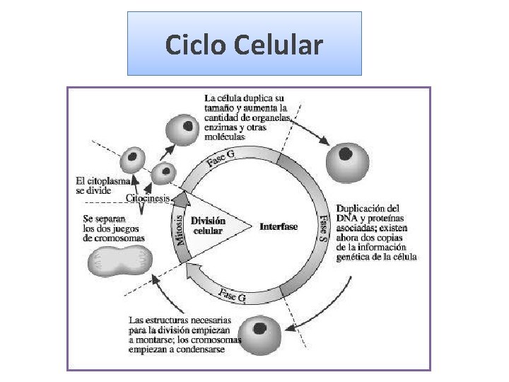 Ciclo Celular 