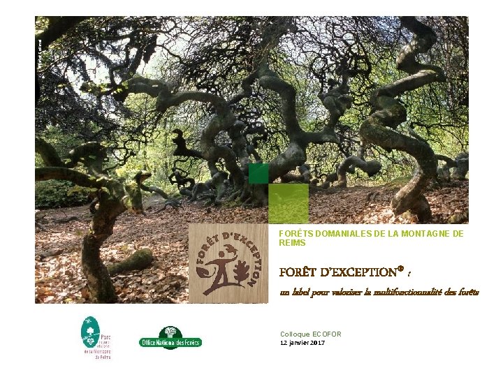 ©Katia Collinet FORÊTS DOMANIALES DE LA MONTAGNE DE REIMS FORÊT D’EXCEPTION® : un label ©Katia Collinet FORÊTS DOMANIALES DE LA MONTAGNE DE REIMS FORÊT D’EXCEPTION® : un label