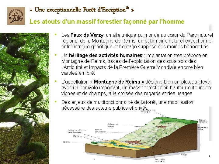 « Une exceptionnelle Forêt d’Exception® » Les atouts d’un massif forestier façonné par « Une exceptionnelle Forêt d’Exception® » Les atouts d’un massif forestier façonné par