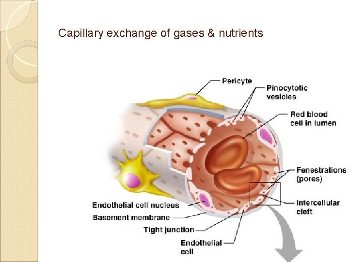 Capillary exchange of gases & nutrients Capillary exchange of gases & nutrients