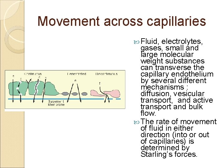 Movement across capillaries Fluid, electrolytes, gases, small and large molecular weight substances can transverse Movement across capillaries Fluid, electrolytes, gases, small and large molecular weight substances can transverse