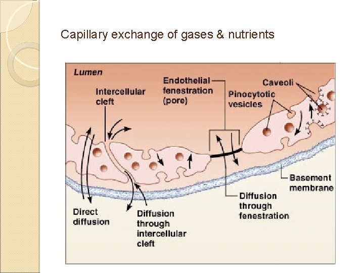 Capillary exchange of gases & nutrients Capillary exchange of gases & nutrients