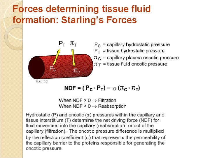 Forces determining tissue fluid formation: Starling’s Forces Forces determining tissue fluid formation: Starling’s Forces