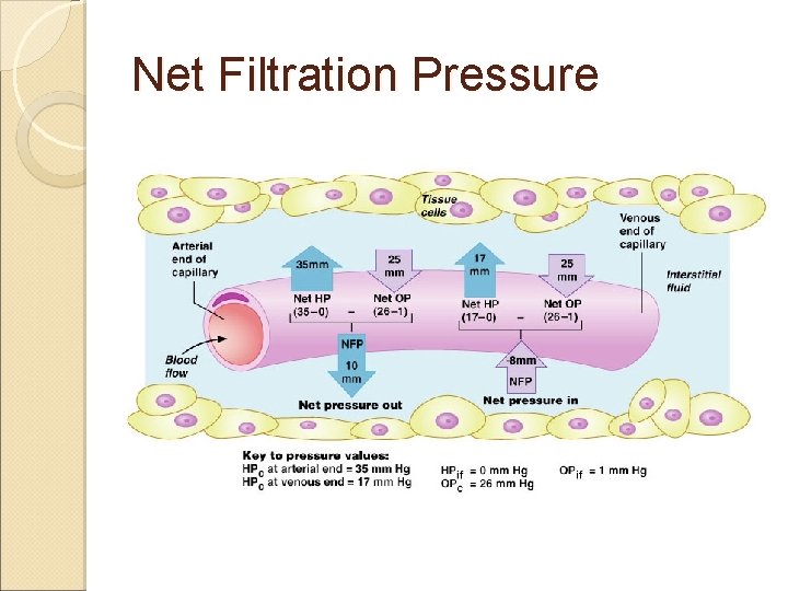 Net Filtration Pressure Net Filtration Pressure