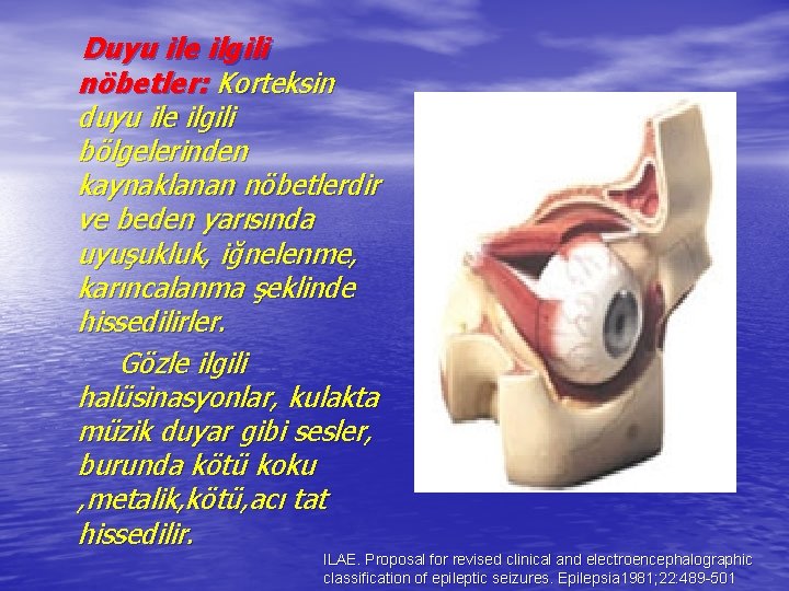 Duyu ile ilgili nöbetler: Korteksin duyu ile ilgili bölgelerinden kaynaklanan nöbetlerdir ve beden yarısında