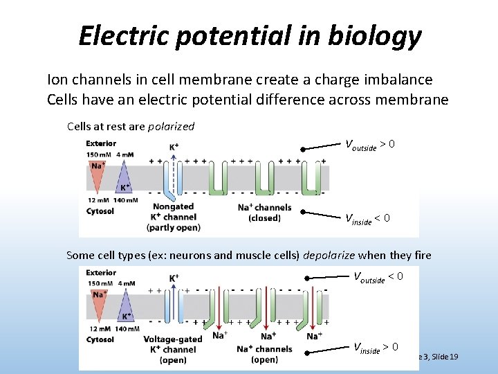 Electric potential in biology Ion channels in cell membrane create a charge imbalance Cells