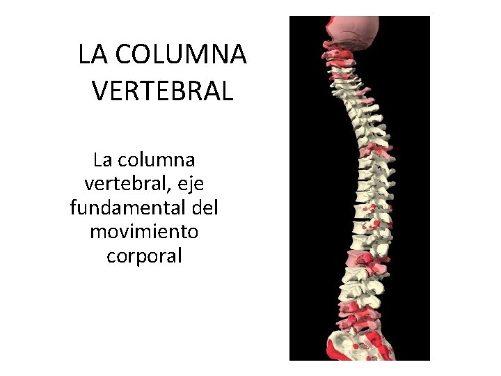 LA COLUMNA VERTEBRAL La columna vertebral, eje fundamental del movimiento corporal 