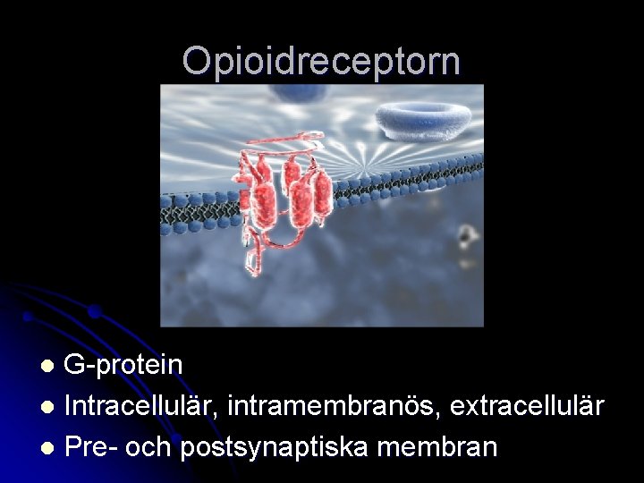 Opioidreceptorn G-protein l Intracellulär, intramembranös, extracellulär l Pre- och postsynaptiska membran l 