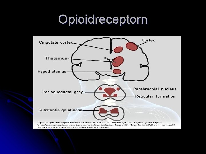 Opioidreceptorn 
