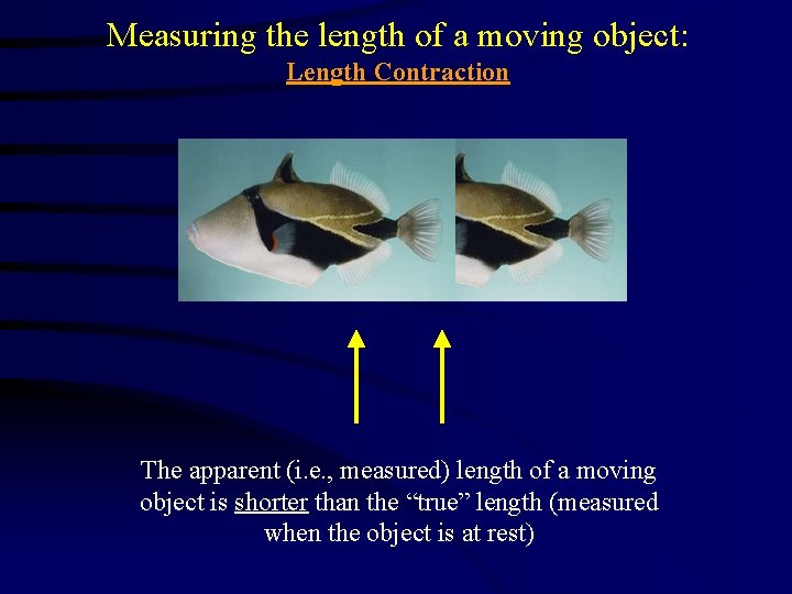Measuring the length of a moving object: Length Contraction The apparent (i. e. ,