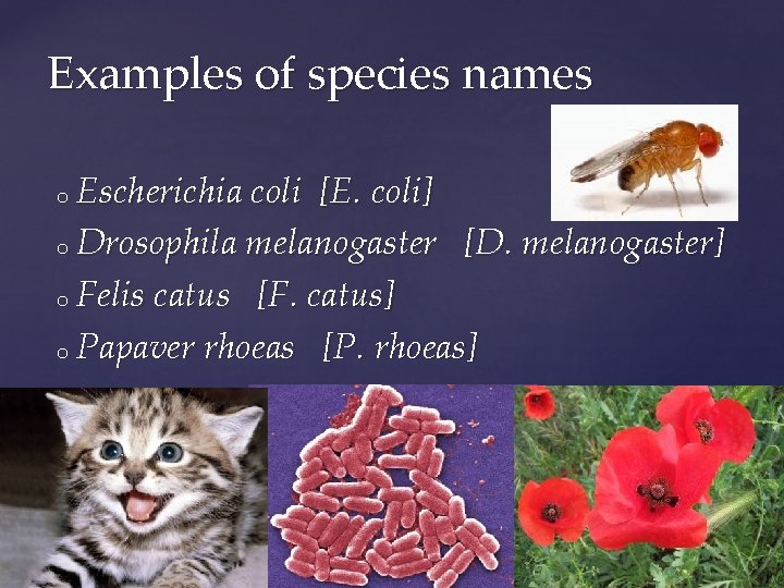 Examples of species names Escherichia coli [E. coli] o Drosophila melanogaster [D. melanogaster] o