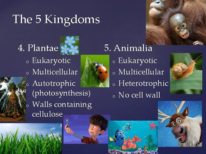 The 5 Kingdoms 4. Plantae o o Eukaryotic Multicellular Autotrophic (photosynthesis) Walls containing cellulose