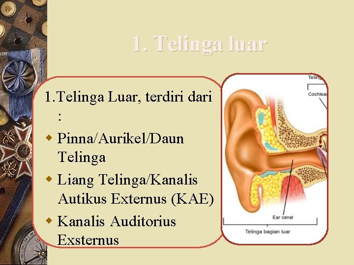 1. Telinga luar 1. Telinga Luar, terdiri dari : w Pinna/Aurikel/Daun Telinga w Liang