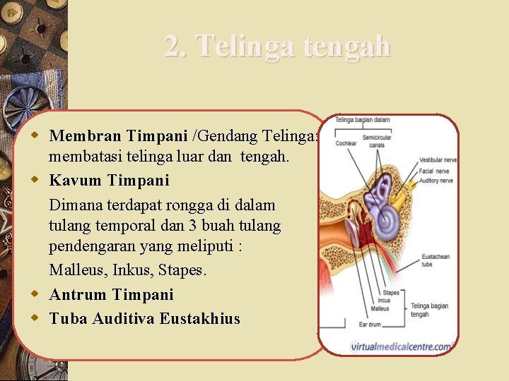 2. Telinga tengah w Membran Timpani /Gendang Telinga: membatasi telinga luar dan tengah. w