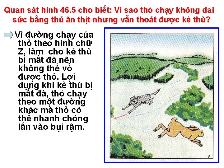 Quan sát hình 46. 5 cho biết: Vì sao thỏ chạy không dai sức