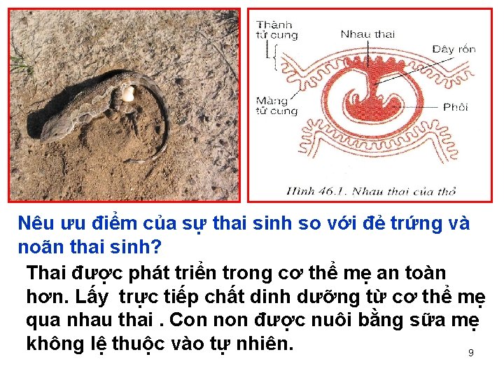 Nêu ưu điểm của sự thai sinh so với đẻ trứng và noãn thai