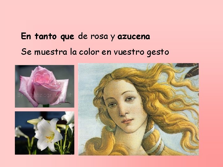 En tanto que de rosa y azucena Se muestra la color en vuestro gesto