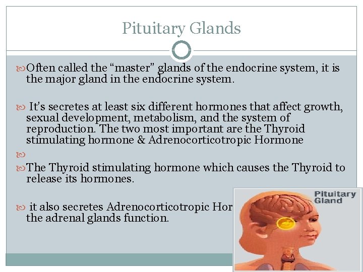 Pituitary Glands Often called the “master” glands of the endocrine system, it is the