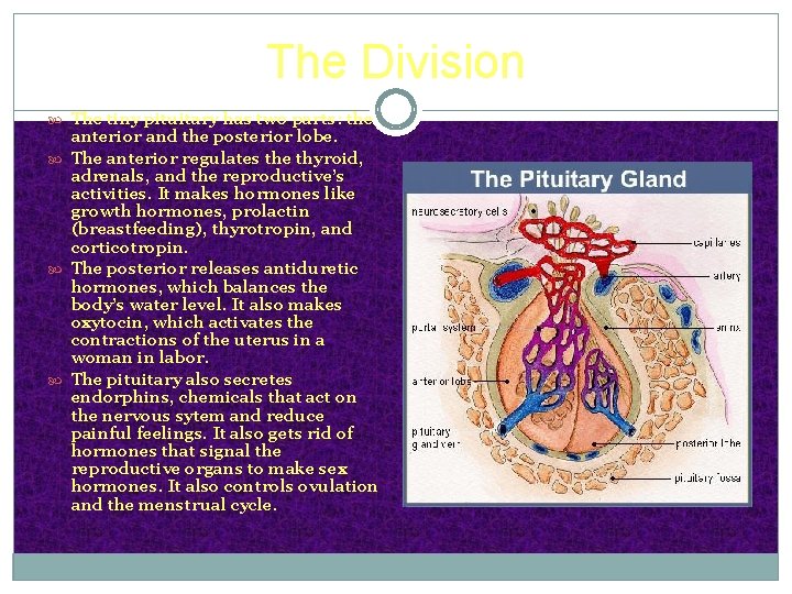 The Division The tiny pituitary has two parts: the anterior and the posterior lobe.