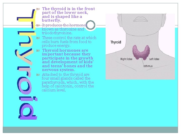  The thyroid is in the front part of the lower neck, and is