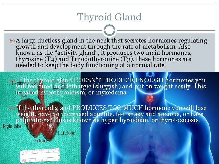 Thyroid Gland A large ductless gland in the neck that secretes hormones regulating growth