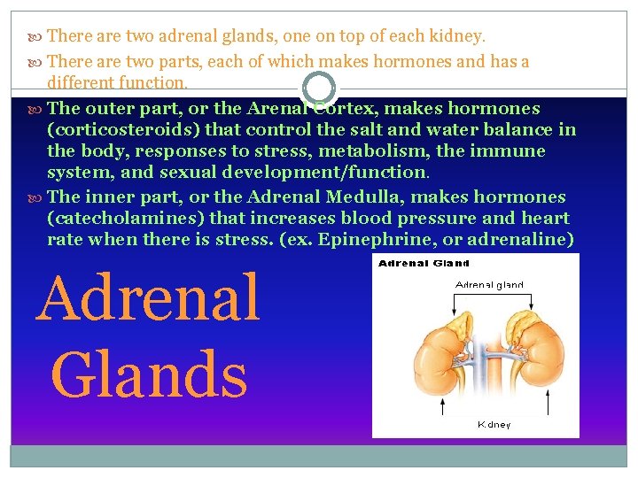  There are two adrenal glands, one on top of each kidney. There are