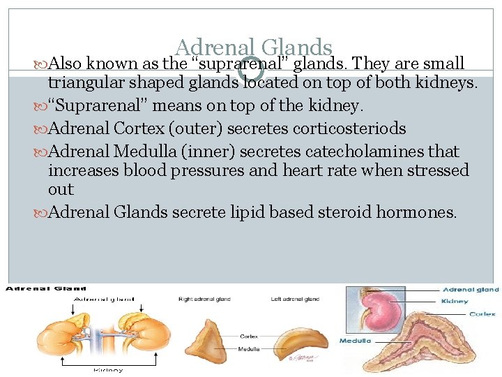 Adrenal Glands Also known as the “suprarenal” glands. They are small triangular shaped glands