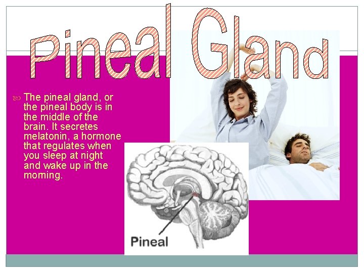  The pineal gland, or the pineal body is in the middle of the