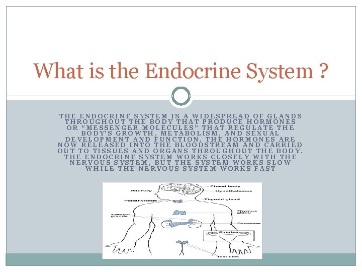 What is the Endocrine System ? THE ENDOCRINE SYSTEM IS A WIDESPREAD OF GLANDS