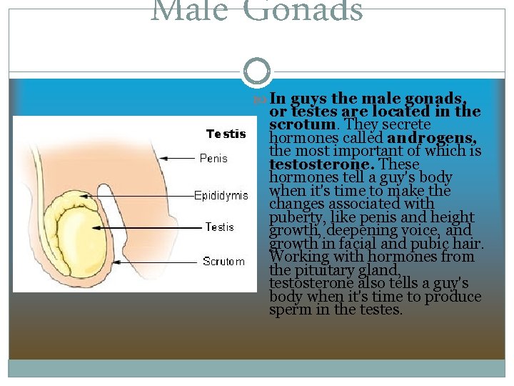 Male Gonads In guys the male gonads, or testes are located in the scrotum.
