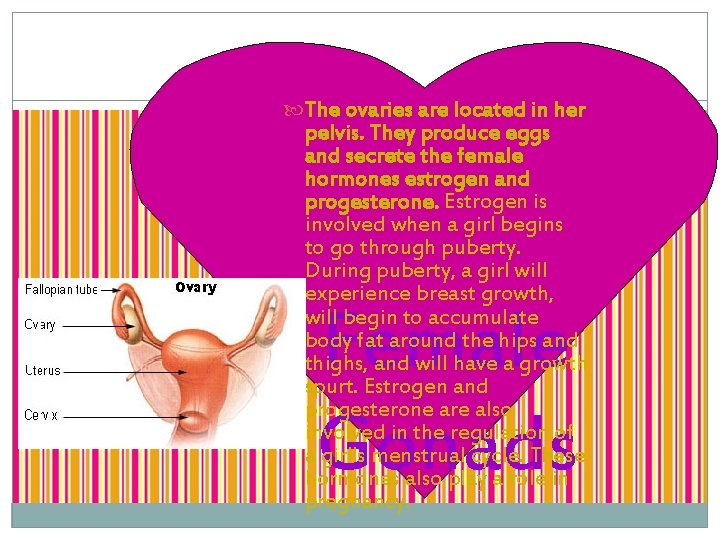  The ovaries are located in her pelvis. They produce eggs and secrete the