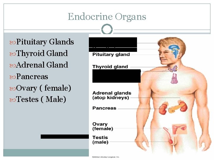 Endocrine Organs Pituitary Glands Thyroid Gland Adrenal Gland Pancreas Ovary ( female) Testes (