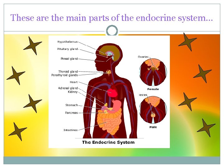 These are the main parts of the endocrine system… 