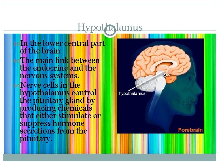 Hypothalamus In the lower central part of the brain The main link between the